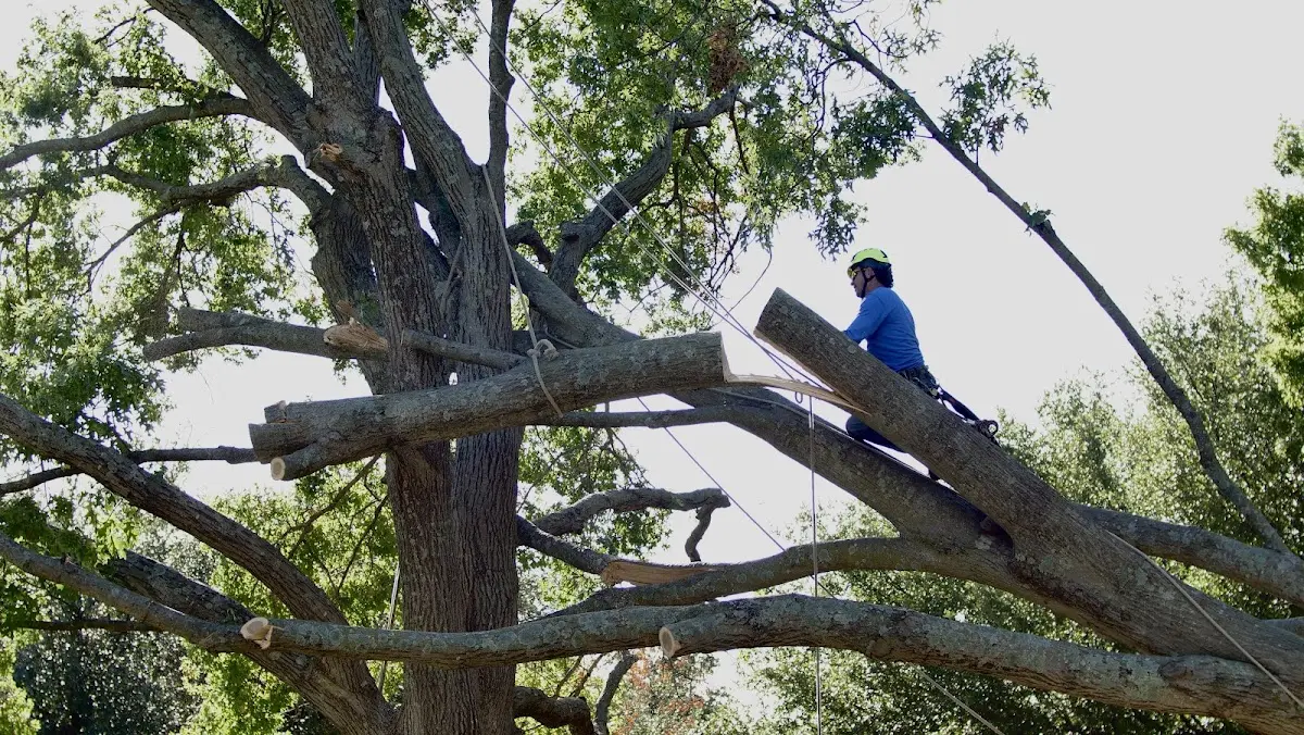 Professional Hazardous Tree Removal performed by certified arborists in Admire